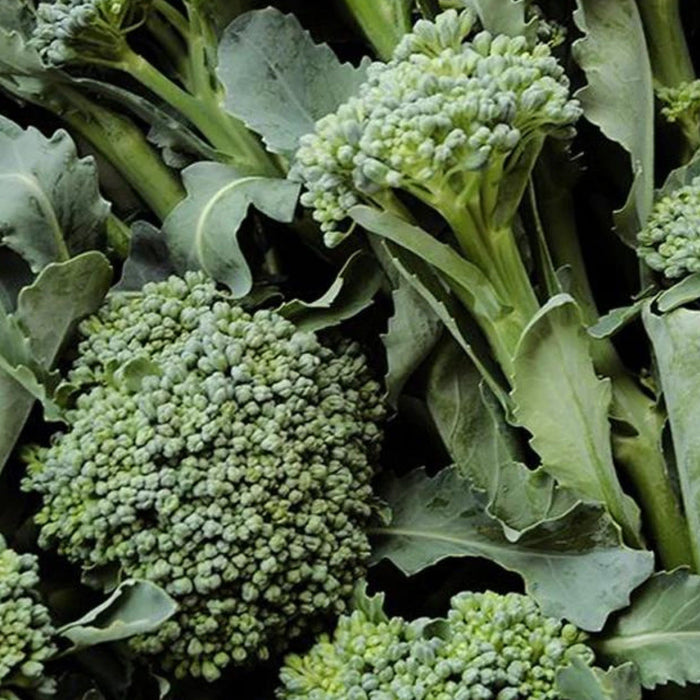Abundant fresh green broccoli florets with stems and leaves. Healthy organic vegetable.