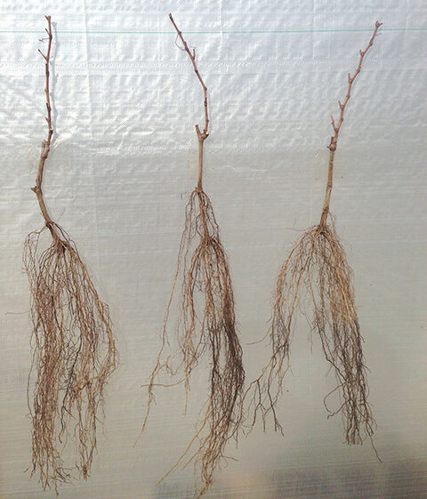 Three dormant bare-root saplings with extensive, healthy root systems. Ideal for planting and nursery stock.