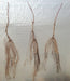 Three bare-root saplings exhibiting extensive, fibrous root systems. Ideal for planting or nursery use.