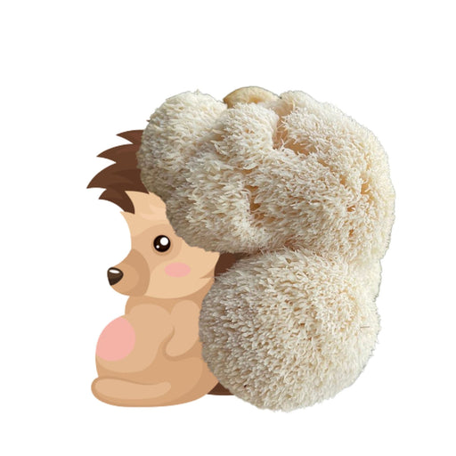 Hedgehog mascot with a fluffy white Lion's Mane mushroom, a natural adaptogen for brain health and focus.