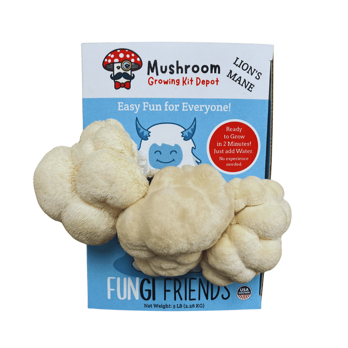 Lion's Mane mushroom growing kit with three large, white, shaggy Hericium erinaceus. Easy, gourmet, USA Grown.