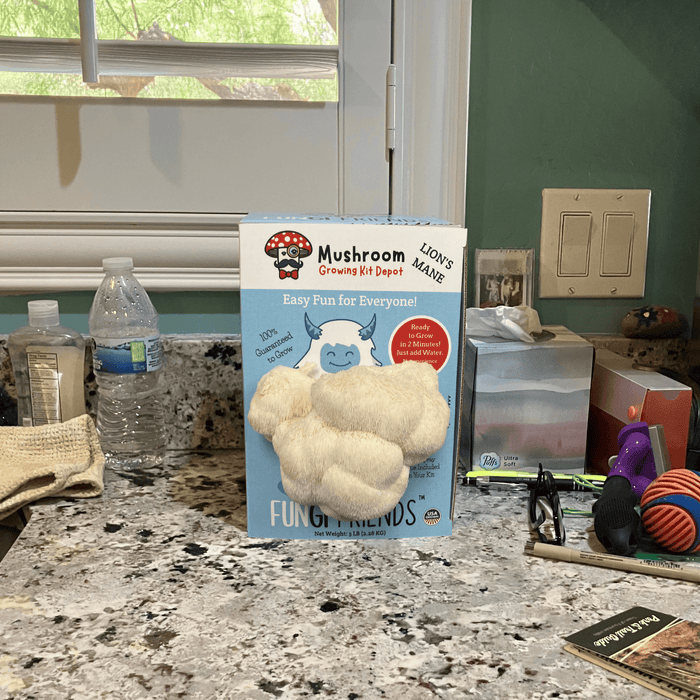 Mushroom Growing Kit Depot Fungi Friends Lion's Mane kit with white, shaggy mushrooms growing on a kitchen counter.