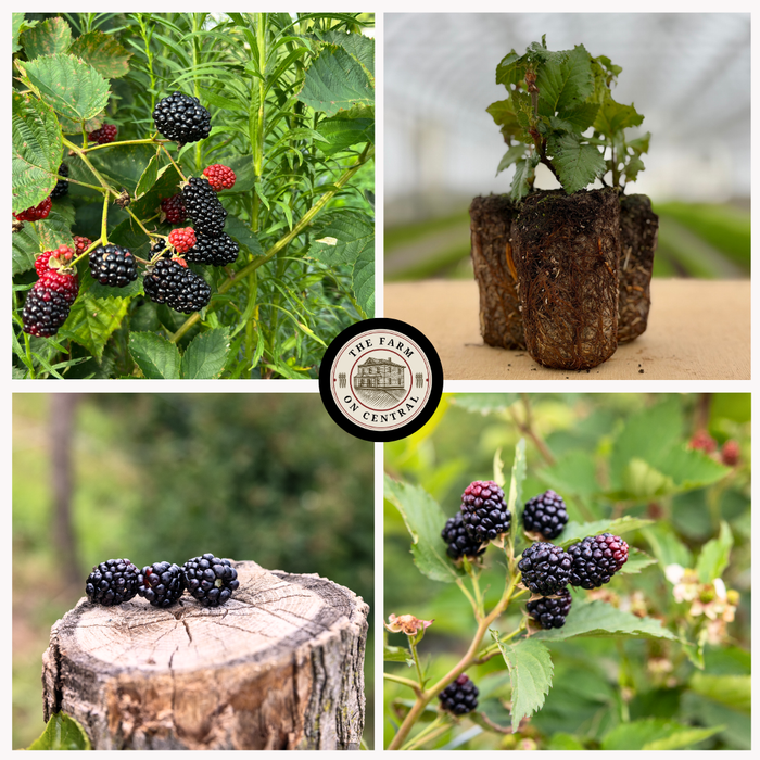 Ripe blackberries on plants and a stump, plus young berry plant starts. Fresh farm produce from The Farm on Central.