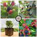 Ripe and ripening blackberries on vines. Healthy young blackberry plants with roots. Perfect for planting and fresh fruit.