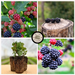 Fresh ripe blackberries on bushes, on a stump, and young blackberry plants with roots ready for planting.