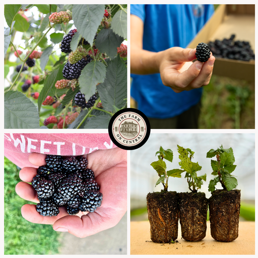 Blackberry harvest: ripe berries on vines, hand-picked fruit, and young plants from The Farm on Central.