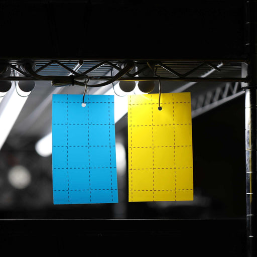 Blue and yellow sticky insect traps with grid lines, hanging under grow lights for pest control and monitoring.