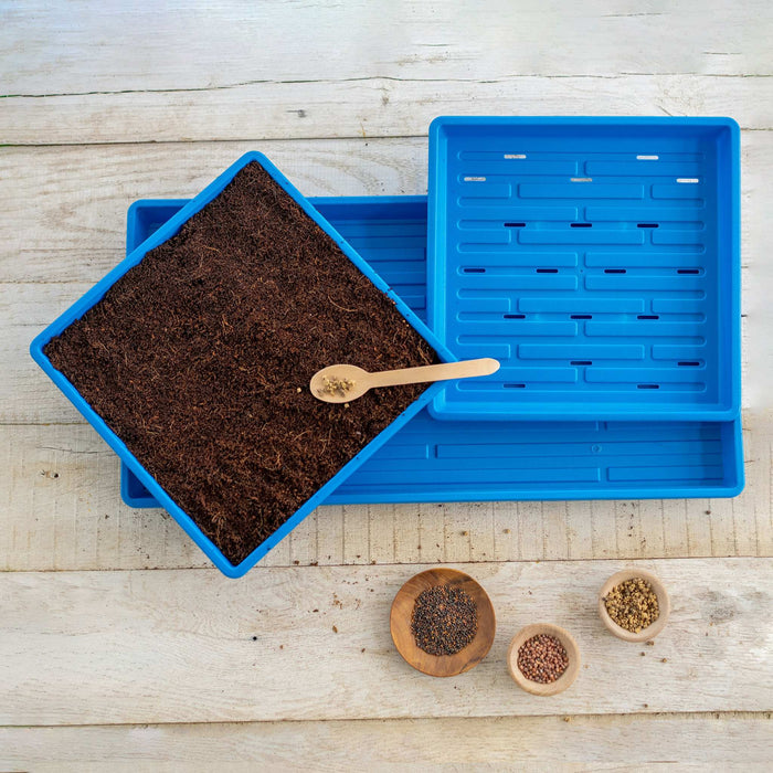 Microgreen grow kit: blue trays, coco coir soil, spoon with seeds, and various seed bowls on a rustic wood background.