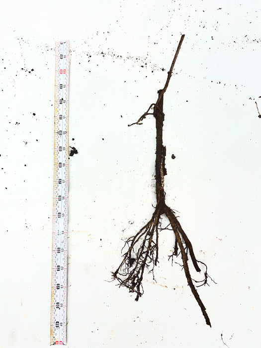 Dark plant root system with soil clumps, measured by a tape on a white background.