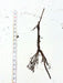 Dark plant root system with soil clumps, measured by a tape on a white background.