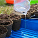Watering peat pots with soil on a blue tray for garden seed starting. Essential plant care for seedlings.