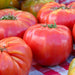 Ripe red heirloom beefsteak tomatoes with green stems on a red and white checkered tablecloth. Fresh garden produce.
