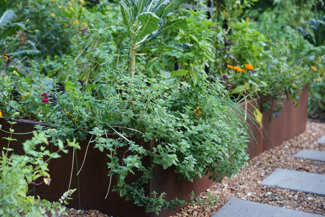 Weathered steel raised garden beds overflowing with fresh oregano, kale, chives, and colorful herbs by a gravel path.