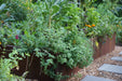 Weathered steel raised garden beds overflowing with fresh oregano, kale, chives, and colorful herbs by a gravel path.