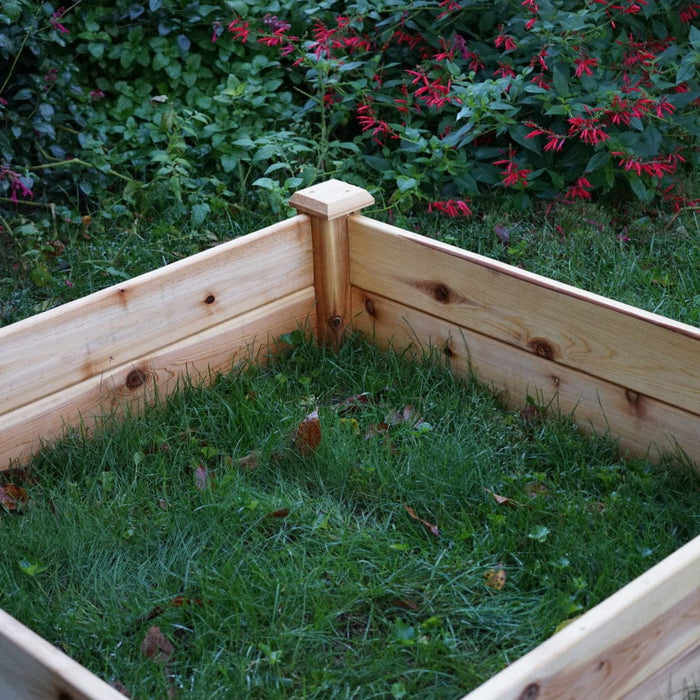 Unfinished cedar raised garden bed with grass inside, set in a garden with green foliage and red flowers.