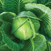 Vibrant green cabbage head with large surrounding leaves. Fresh, healthy garden vegetable produce.