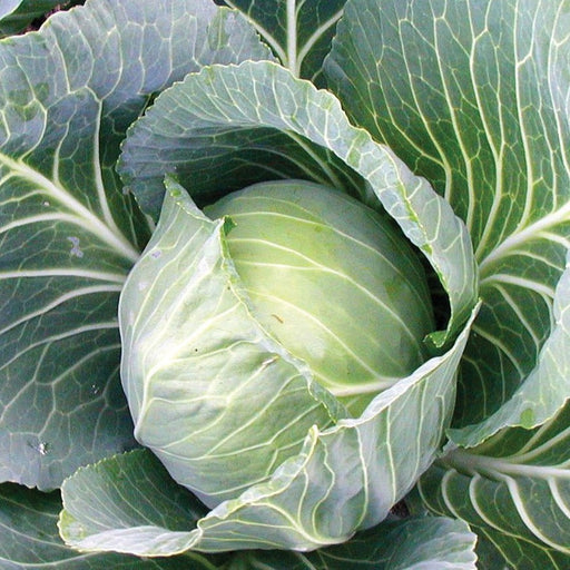 Close-up of a vibrant green cabbage head. Fresh, healthy garden vegetable produce.