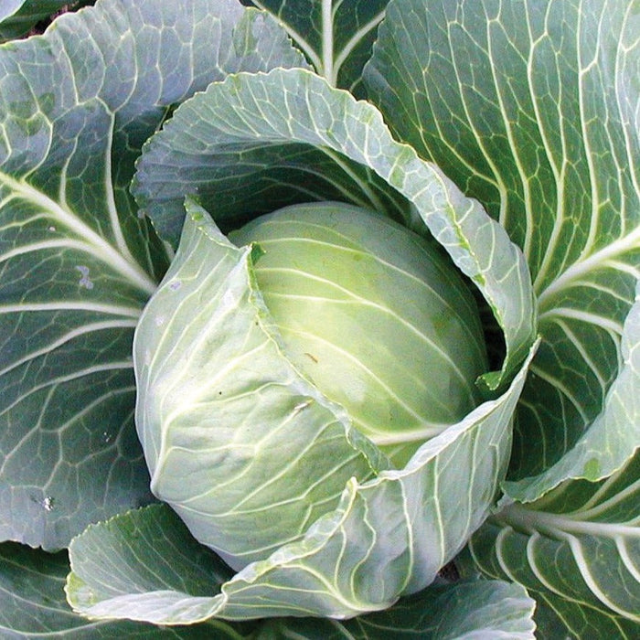Close-up of a vibrant green cabbage head. Fresh, healthy garden vegetable produce.