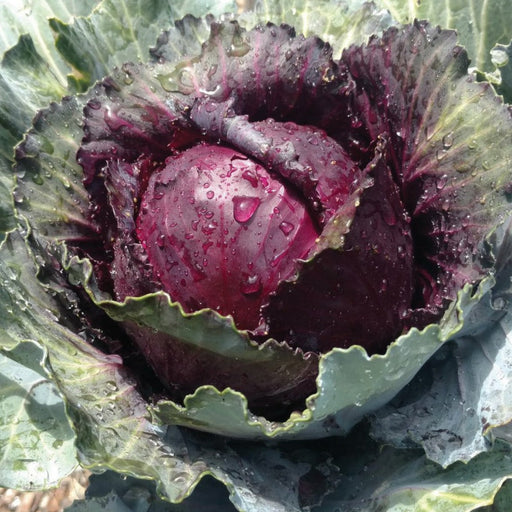 Fresh red cabbage head covered in water droplets, vibrant purple leaves in a garden.