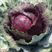 Fresh red cabbage head covered in water droplets, vibrant purple leaves in a garden.