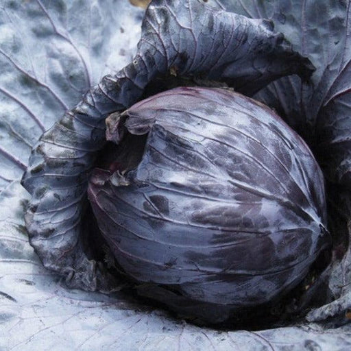 Vibrant red cabbage head with prominent outer leaves. Fresh, healthy purple vegetable, perfect for recipes.