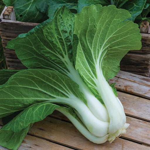 Fresh bok choy with vibrant green leaves and crisp white stems on rustic wood.