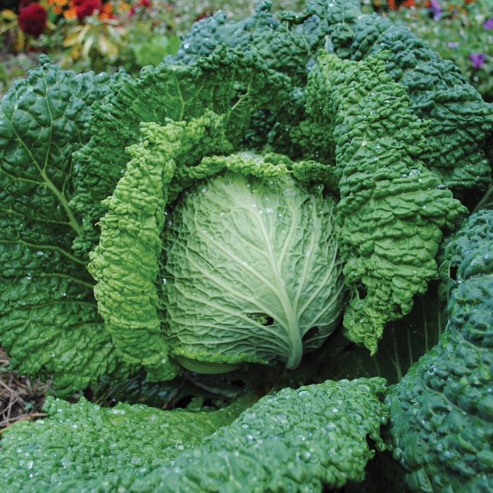 Fresh green Savoy cabbage with crinkled leaves and dew drops, growing in a vibrant garden.