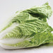 Whole Napa cabbage, also known as Chinese cabbage, with vibrant green leaves and white base.