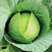 Fresh green cabbage head, close-up with water droplets on outer leaves. Organic garden vegetable.