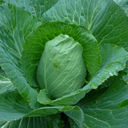 Fresh green cabbage head with water droplets on vibrant leaves. Healthy garden vegetable.