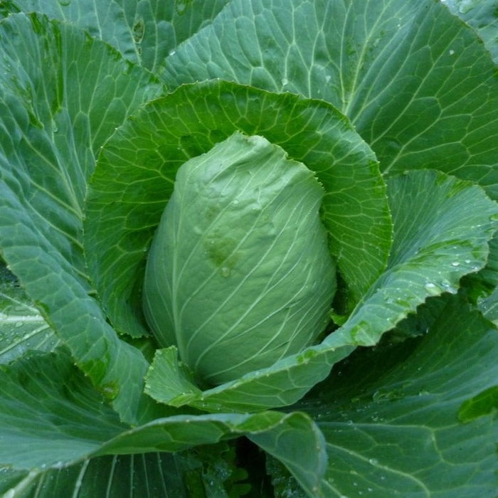 Fresh green cabbage head with water droplets on vibrant leaves. Healthy garden vegetable.