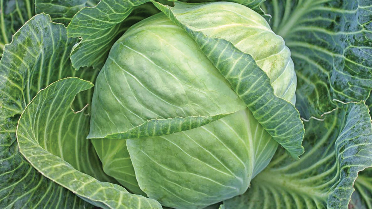 Fresh green cabbage head, a whole leafy vegetable. Healthy, organic produce.