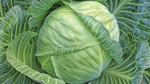 Fresh green cabbage head, a whole leafy vegetable. Healthy, organic produce.