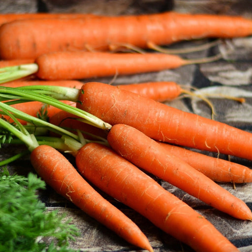 Fresh organic orange carrots with green tops, healthy garden produce.