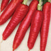 Vibrant red carrots with green stems on a light background. Fresh garden vegetables, healthy produce.