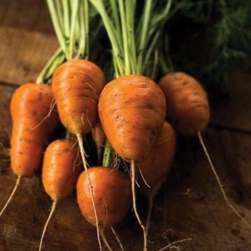 Freshly harvested organic carrots with green tops and roots on a wooden surface. Healthy root vegetables.
