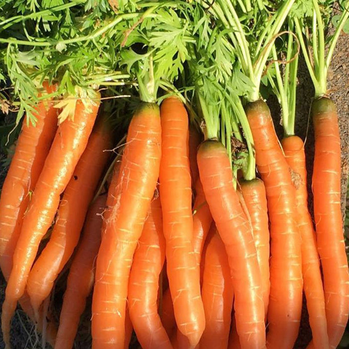 Freshly harvested organic orange carrots with vibrant green tops. Healthy garden vegetables, farm fresh produce.