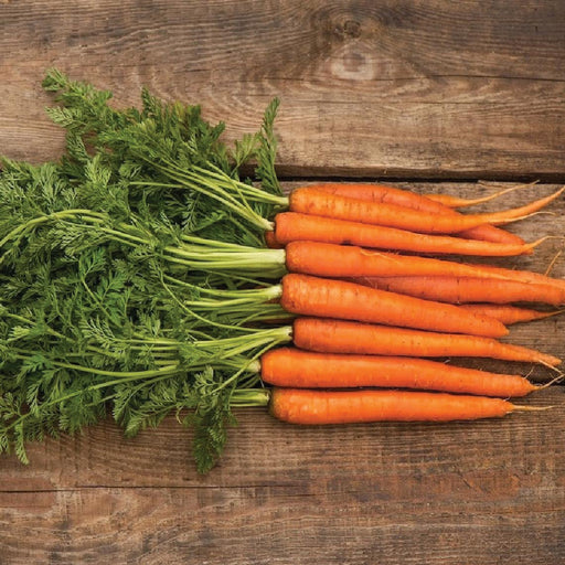 Fresh organic carrots with vibrant green tops on a rustic wooden surface. Healthy garden vegetables.