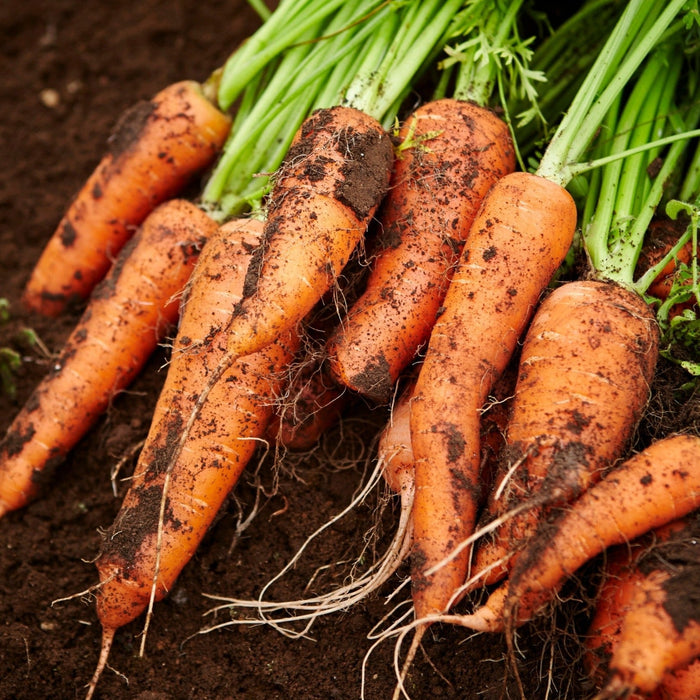 Freshly harvested orange carrots with green tops and soil, lying on rich garden dirt.