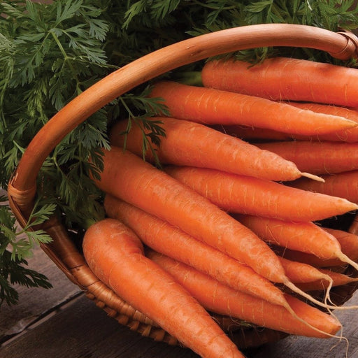 Freshly harvested orange carrots with green tops in a rustic wicker basket on wood.