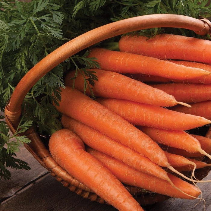 Freshly harvested orange carrots with green tops in a rustic wicker basket on wood.