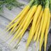 Freshly harvested vibrant yellow carrots with green tops. Healthy, gourmet garden vegetables.