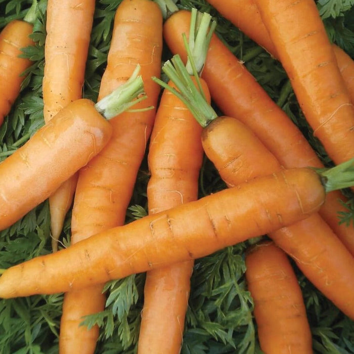 Fresh orange carrots with green tops. Healthy garden vegetables, organic produce.