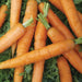 Fresh orange carrots with green tops. Healthy garden vegetables, organic produce.
