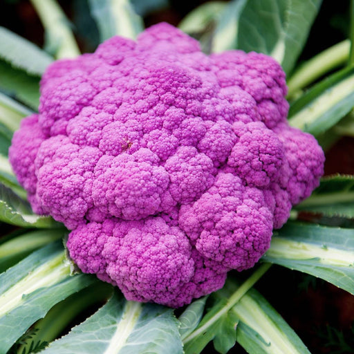 Vibrant purple cauliflower head nestled among green leaves. Fresh, healthy, colorful garden vegetable.