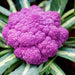 Vibrant purple cauliflower head nestled among green leaves. Fresh, healthy, colorful garden vegetable.
