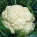 Vibrant white cauliflower head with lush green leaves. Fresh, healthy garden vegetable ready for harvest.