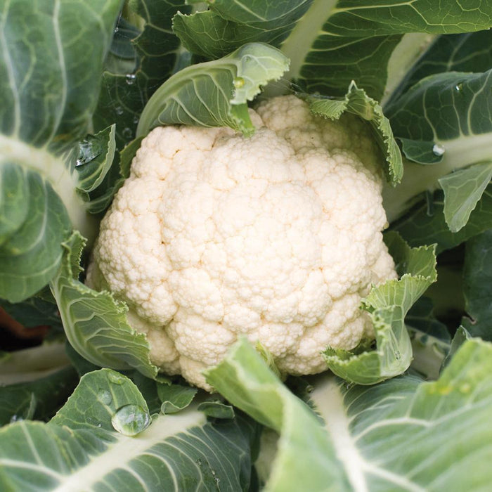 Freshly grown white cauliflower head with vibrant green leaves and water droplets. Healthy garden vegetable.