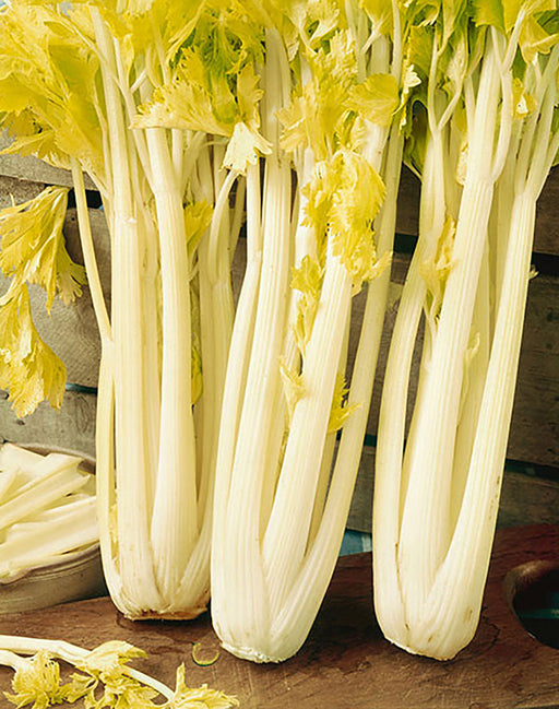 Fresh pale celery stalks with vibrant yellow-green leaves on a wooden board. Cut celery sticks in a bowl.