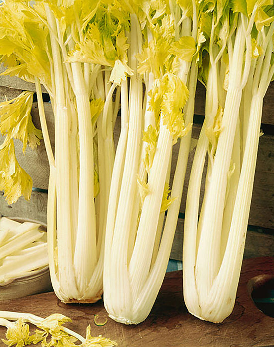 Fresh pale celery stalks with vibrant yellow-green leaves on a wooden board. Cut celery sticks in a bowl.